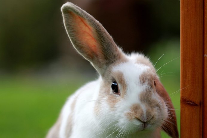 Антилоповый заяц (Lepus alleni)