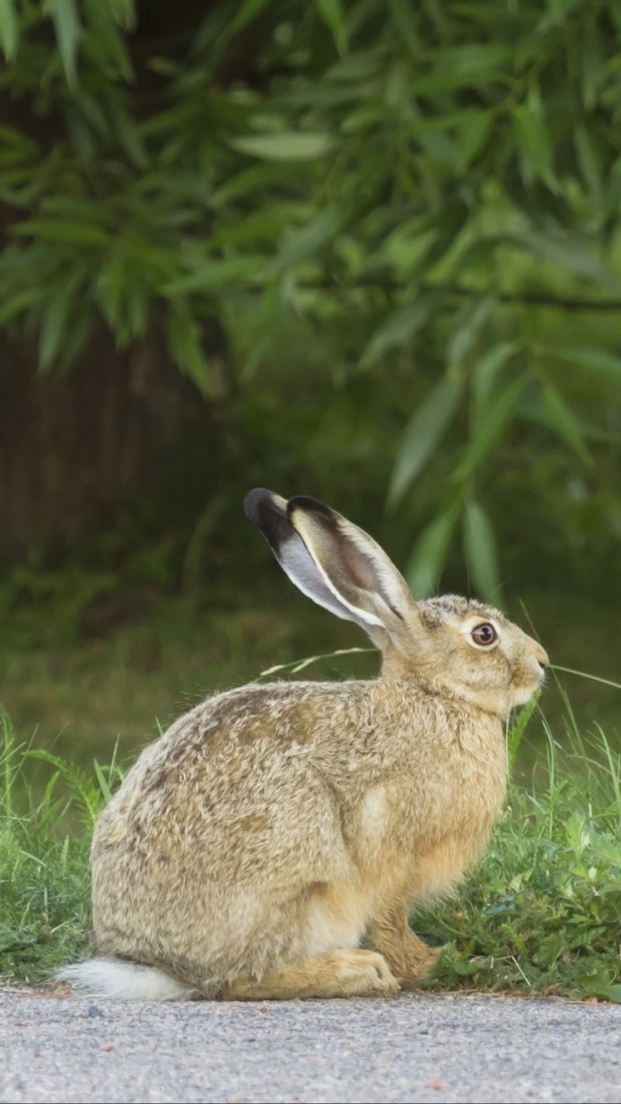 Lepus californicus