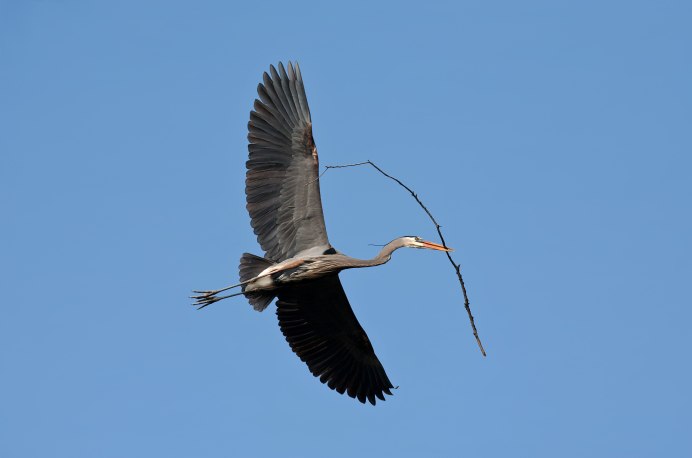 Цапля - Heron
