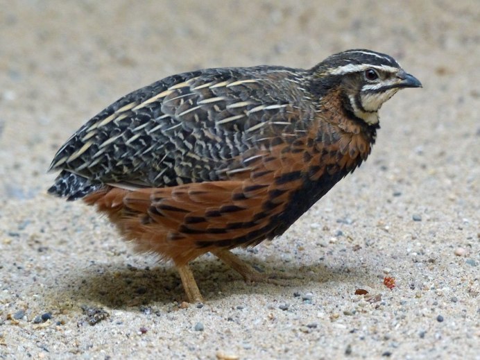 Обыкновенный перепел самец