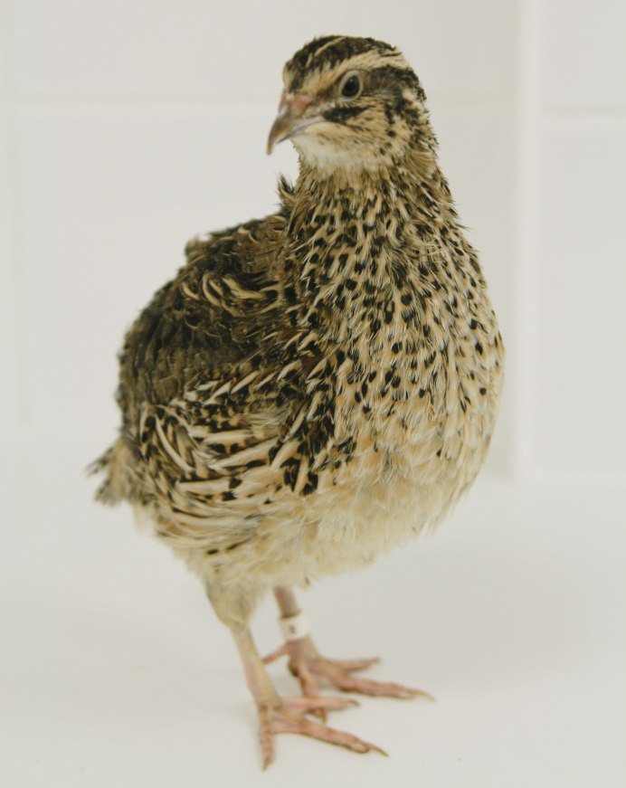 Перепела несушки