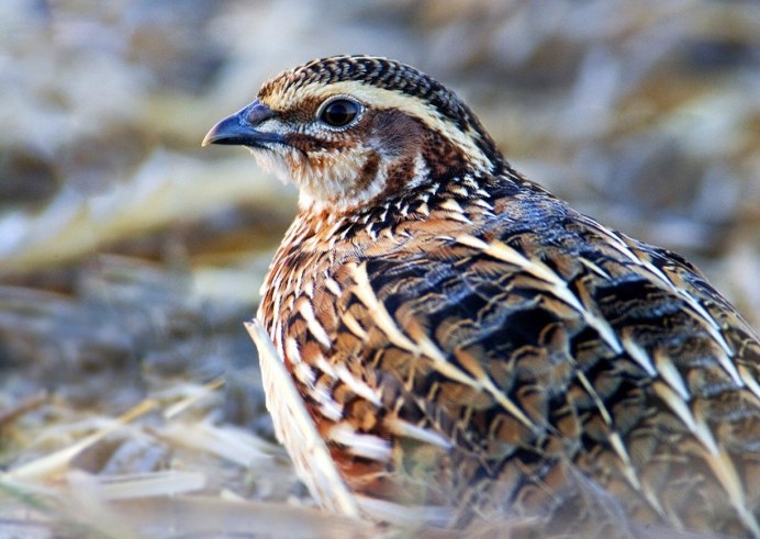 Перепелки эстонцы