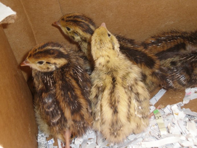 Перепел и Перепелка