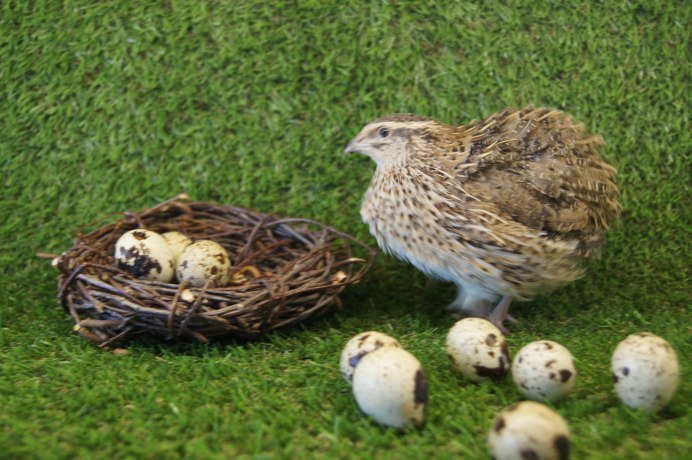 Перепел фараон