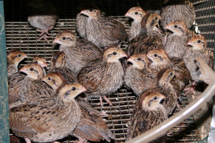 Перепелка Перепелка Перепелочка