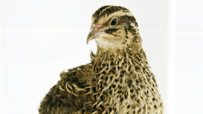 Китайский расписной перепел