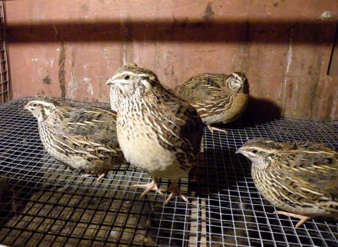 Перепел-Арлекин / Coturnix delegorguei