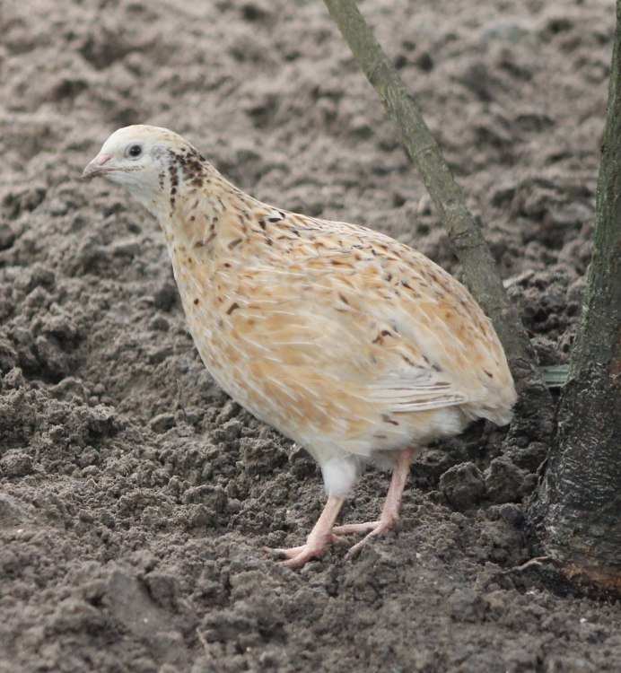 Японский перепел
