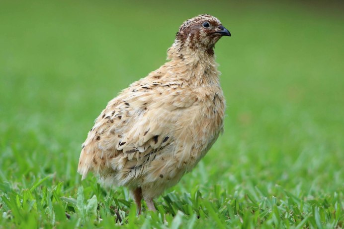 Японская Перепелка