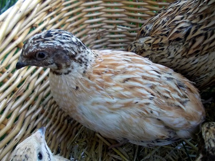 Перепела Техасцы, фараоны и Феникс