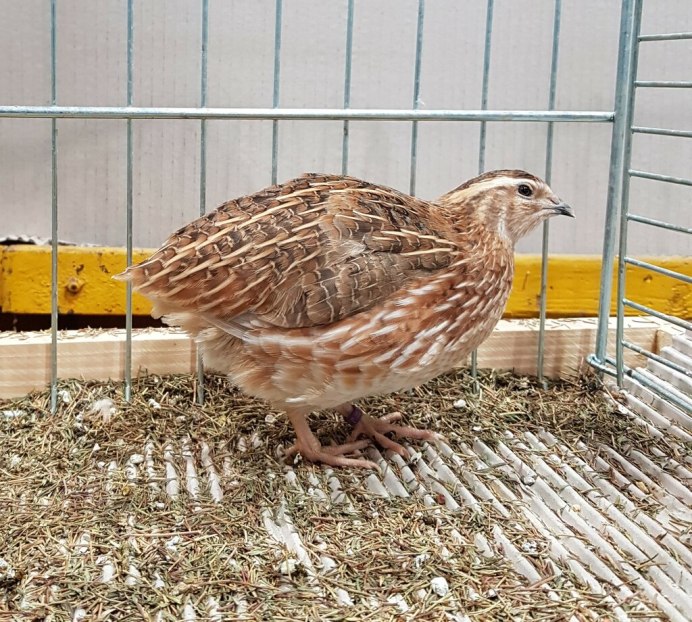 Японский перепел