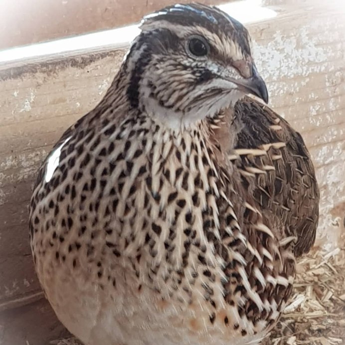 Перепел Техасский фараон