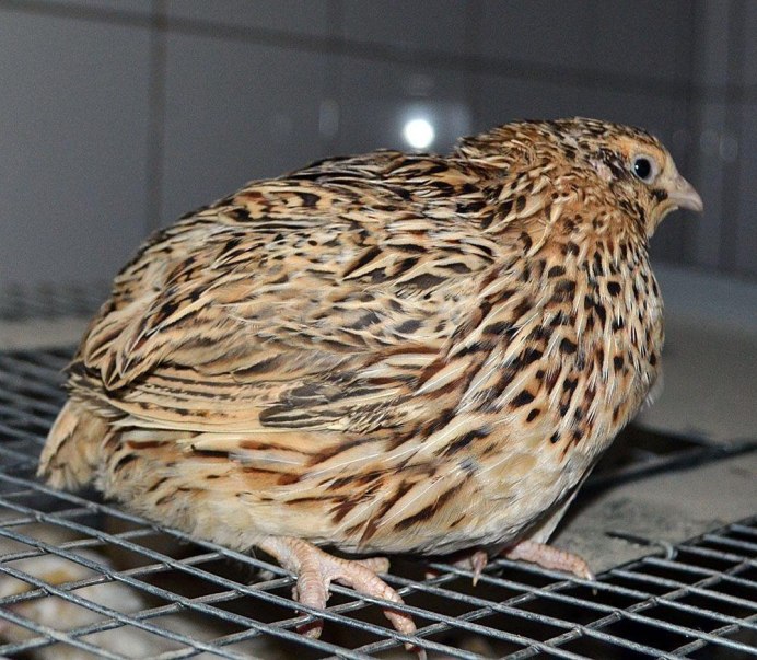 Перепелка маньчжурская , фараон