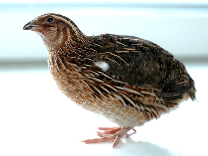 Японский перепел птенцы