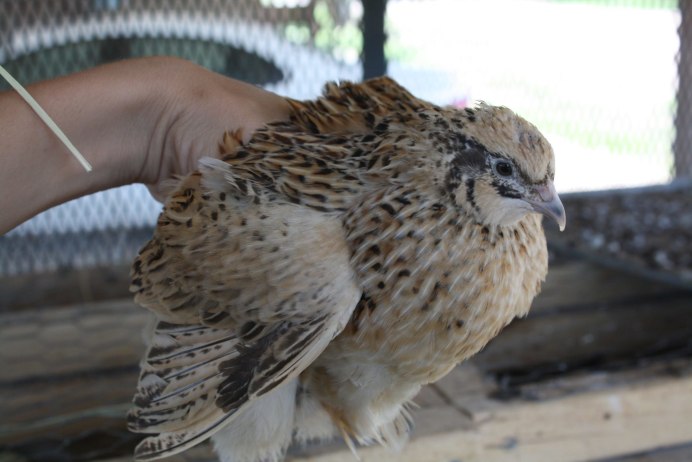 Перепелята породы Феникс