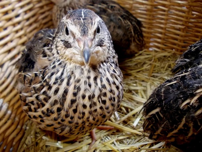 Бедана Техас