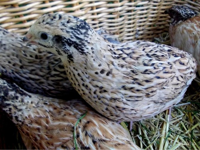 Перепелиная ферма в Японии