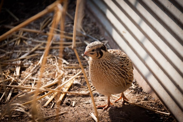Coturnix japonica