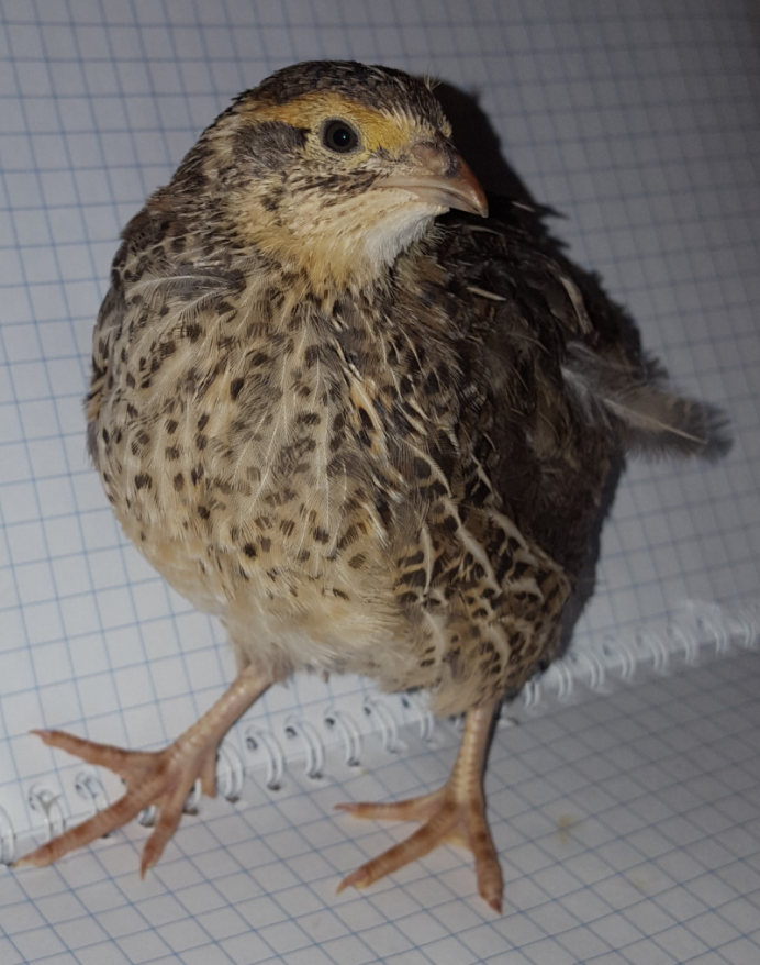 Яйценосные породы перепелов