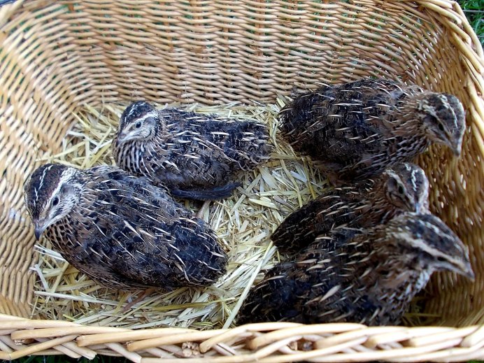 Перепел фараон яйца