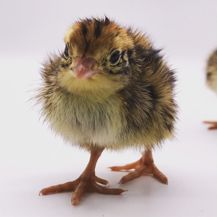 Немецкая Перепелка