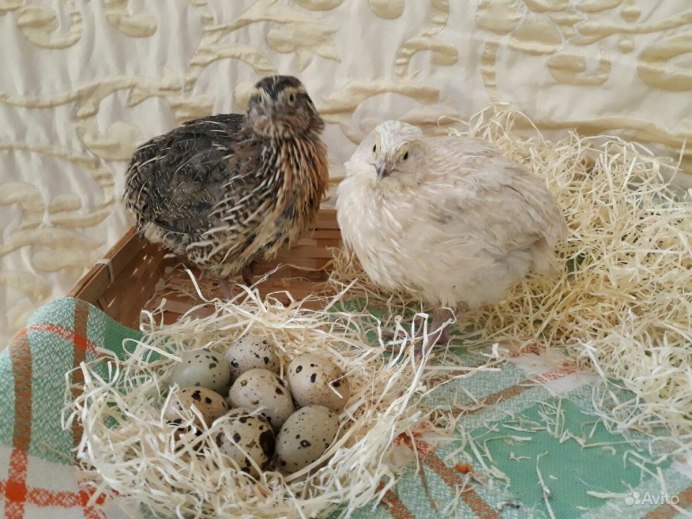 Перепелка обыкновенная