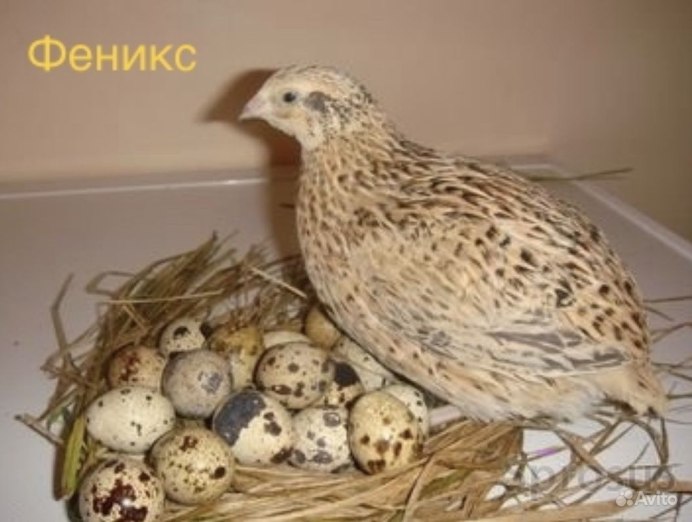 Птицеводство перепела