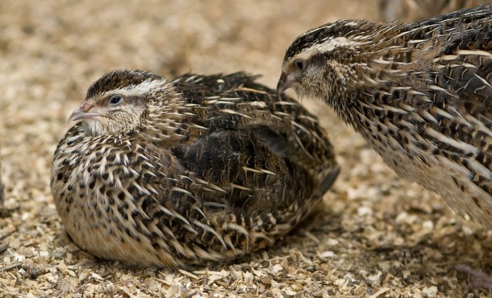 Coturnix japonica