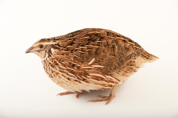 Японский перепел