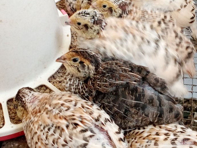 Перепела молодки