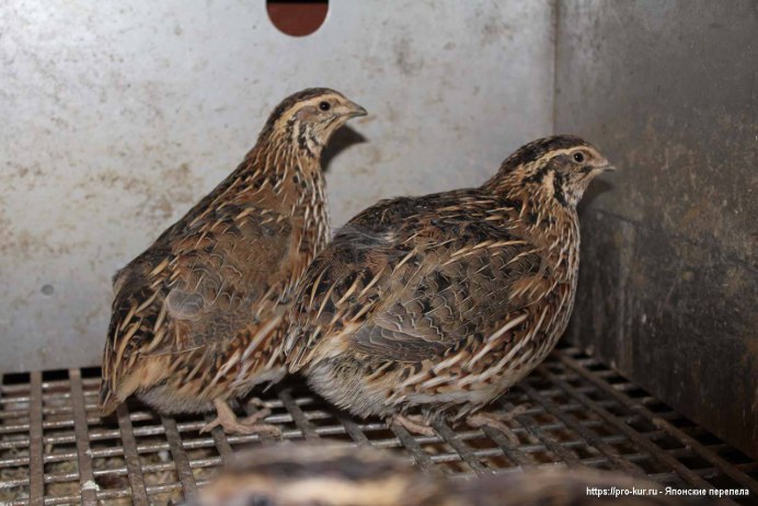 Маньчжурский перепел