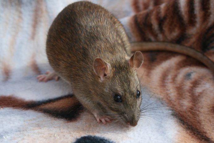 Серая крыса Rattus Rattus