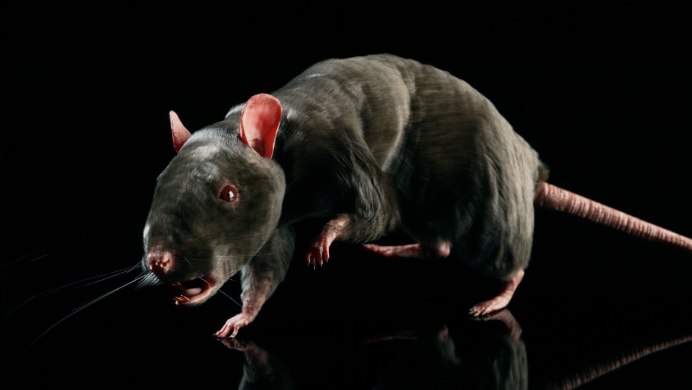 Малая крыса (Rattus exulans)