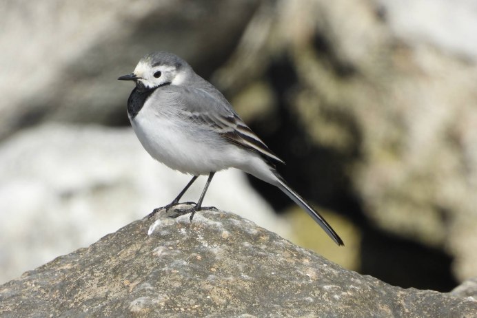 Белая трясогузка Motacilla Alba