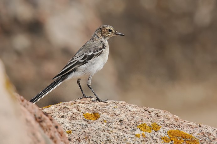 Белая трясогузка Motacilla Alba