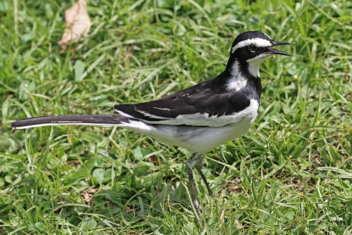 Motacilla personata
