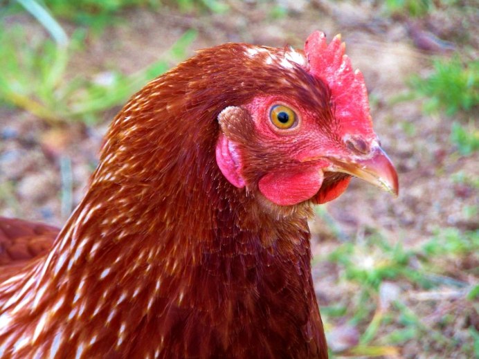 Chicken Dwarfism