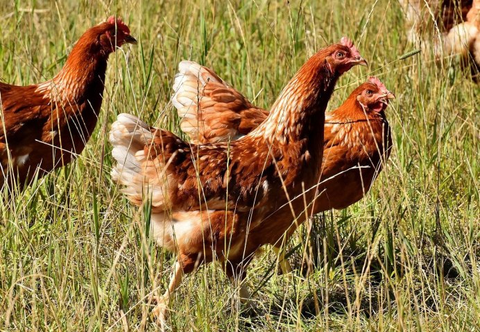 Петушки Хайсекс Браун