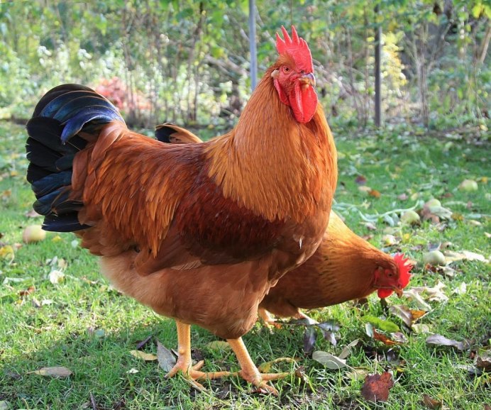 Счастливые куры