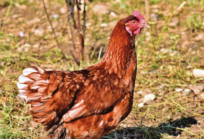 Rhode Island Red Tavuk