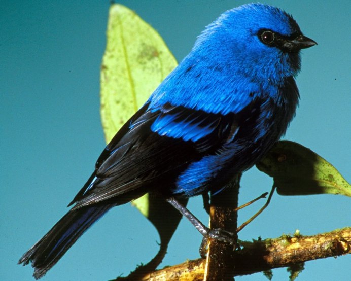 Птичка голубая сиалия