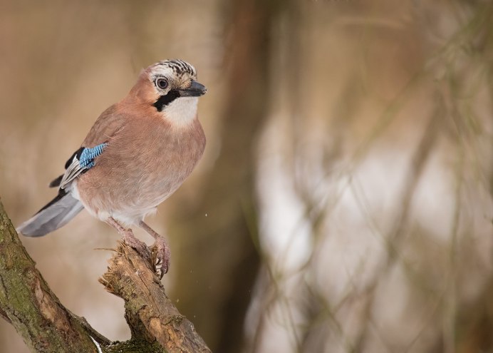 Голубая сизоворонка Краснодарский край
