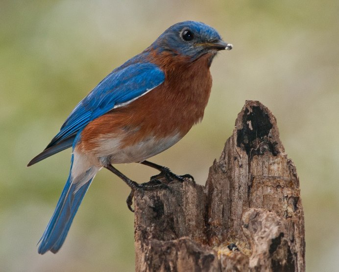 Mountain Bluebird птица