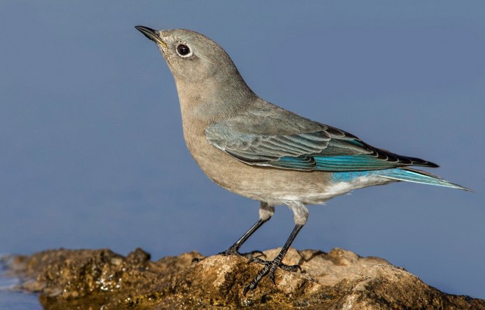 Восточная сиалия птица