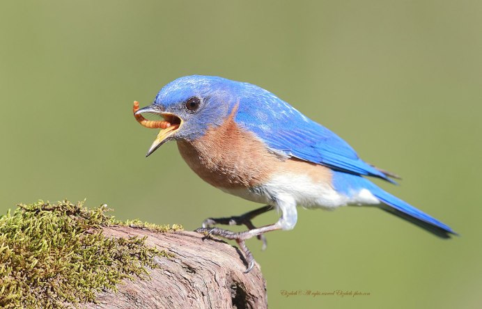 Сойка Ленинградская область