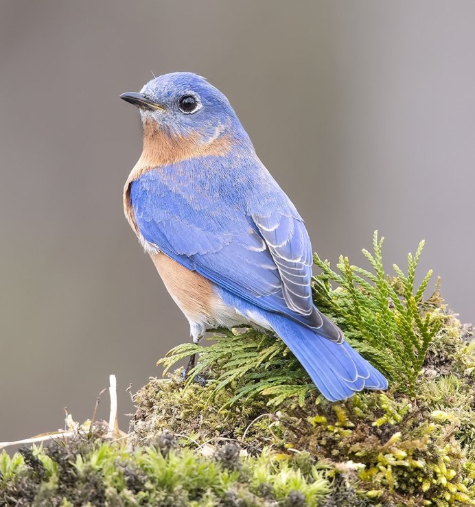 Зяблик ареал