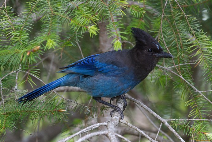 Сойка пересмешница птица