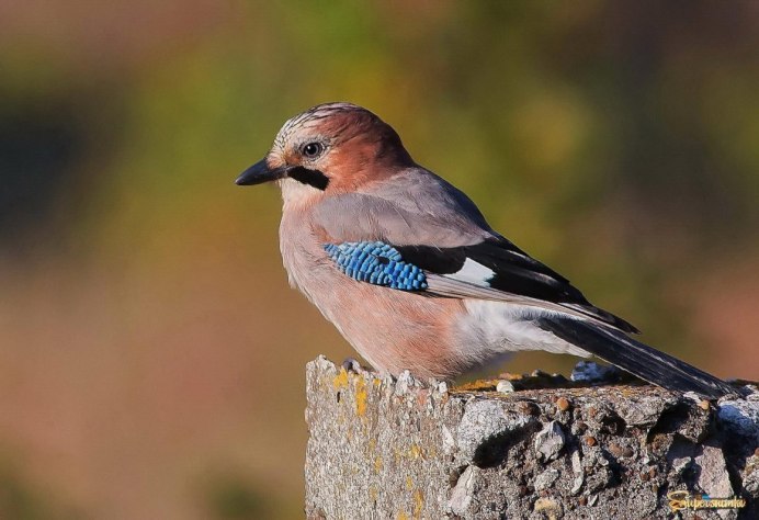 Сойка пересмешница птичка