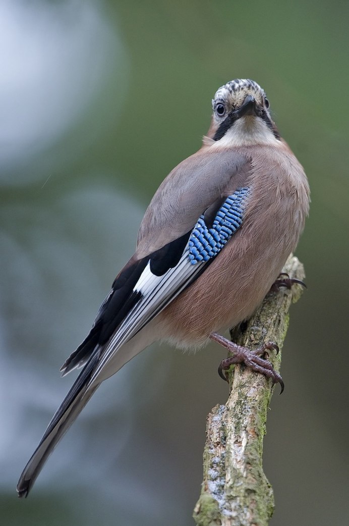 Птица коричневая с синими