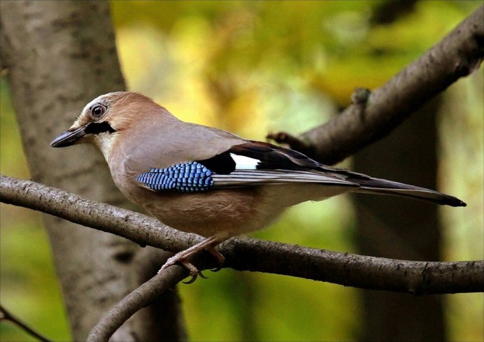 Голубая Грандала